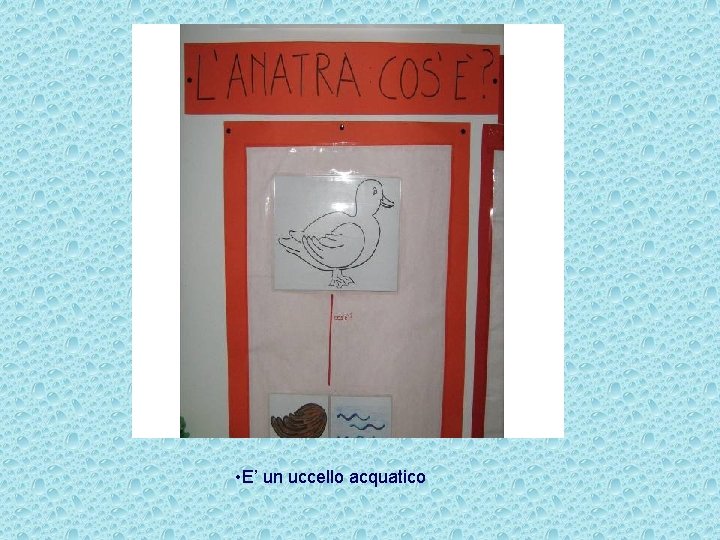  • E’ un uccello acquatico 