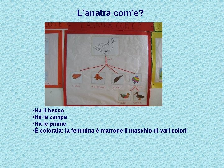 L’anatra com’e? • Ha il becco • Ha le zampe • Ha le piume