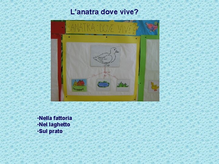 L’anatra dove vive? • Nella fattoria • Nel laghetto • Sul prato 