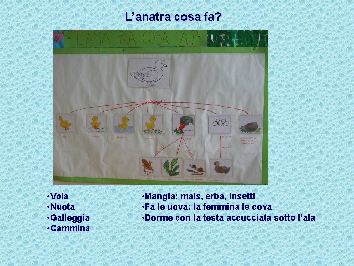 L’anatra cosa fa? • Vola • Nuota • Galleggia • Cammina • Mangia: mais,