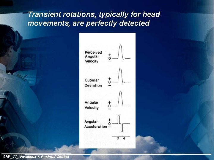 Transient rotations, typically for head movements, are perfectly detected 1. HP_11_ Vestibular & Postural