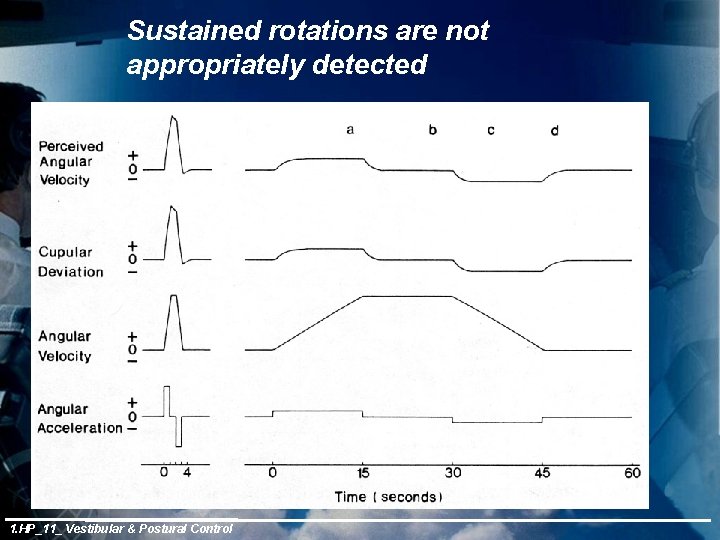 Sustained rotations are not appropriately detected 1. HP_11_ Vestibular & Postural Control 