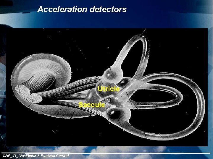 Acceleration detectors Utricle Saccule 1. HP_11_ Vestibular & Postural Control 