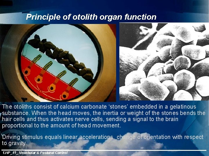 Principle of otolith organ function The otoliths consist of calcium carbonate ‘stones’ embedded in