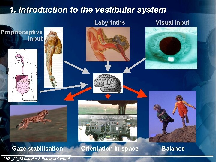 1. Introduction to the vestibular system Labyrinths Visual input Orientation in space Balance Proprioceptive