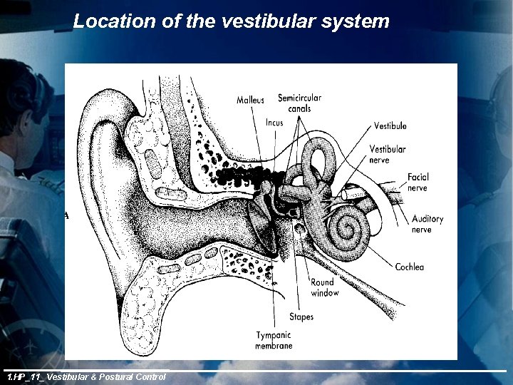 Location of the vestibular system 1. HP_11_ Vestibular & Postural Control 