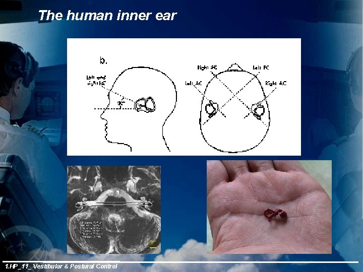 The human inner ear 1. HP_11_ Vestibular & Postural Control 