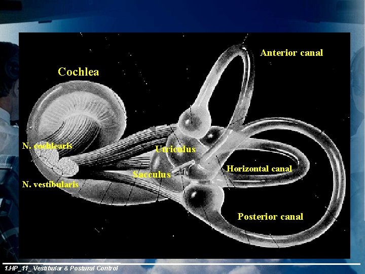 Anterior canal Cochlea N. cochlearis N. vestibularis Utriculus Sacculus Horizontal canal Posterior canal 1.