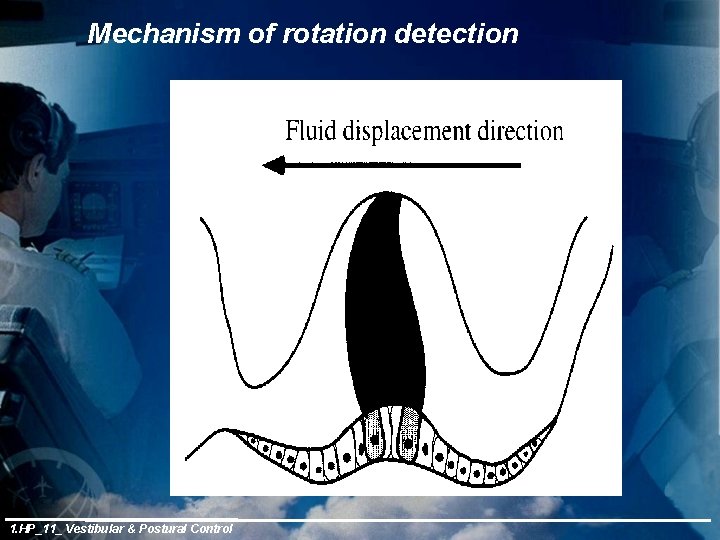 Mechanism of rotation detection 1. HP_11_ Vestibular & Postural Control 