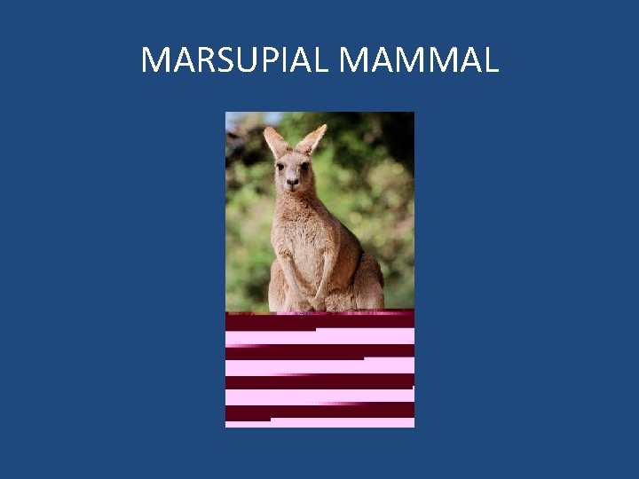 MARSUPIAL MAMMAL 