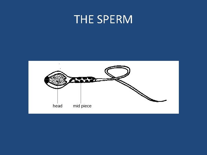 THE SPERM 