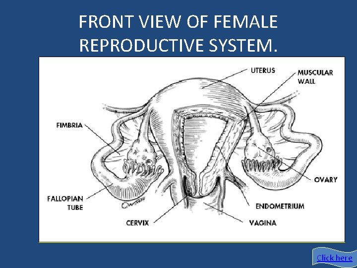 FRONT VIEW OF FEMALE REPRODUCTIVE SYSTEM. Click here 