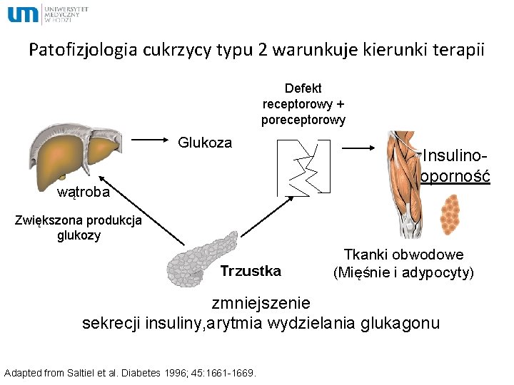 Patofizjologia cukrzycy typu 2 warunkuje kierunki terapii Defekt receptorowy + poreceptorowy Glukoza wątroba Insulinooporność