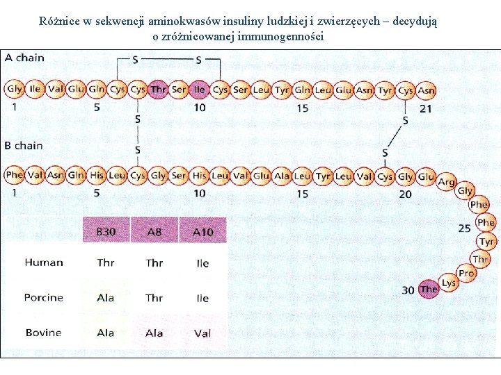 Różnice w sekwencji aminokwasów insuliny ludzkiej i zwierzęcych – decydują o zróżnicowanej immunogenności 