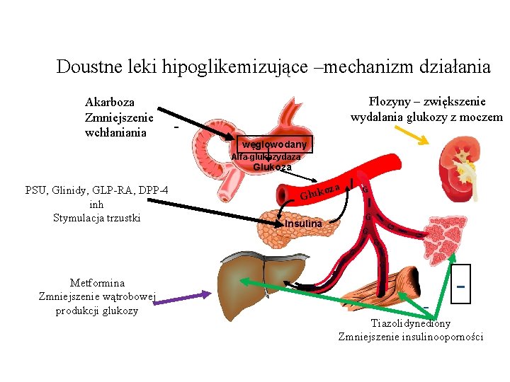 Doustne leki hipoglikemizujące –mechanizm działania Akarboza Zmniejszenie wchłaniania Flozyny – zwiększenie wydalania glukozy z