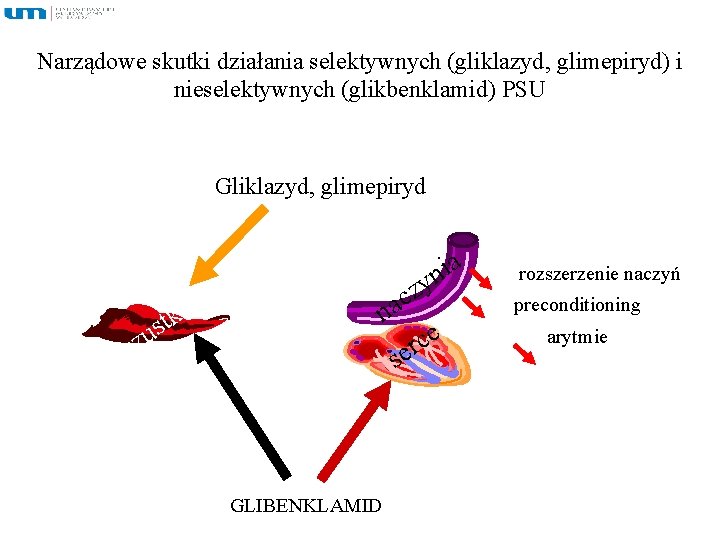 Narządowe skutki działania selektywnych (gliklazyd, glimepiryd) i nieselektywnych (glikbenklamid) PSU Gliklazyd, glimepiryd rt zu