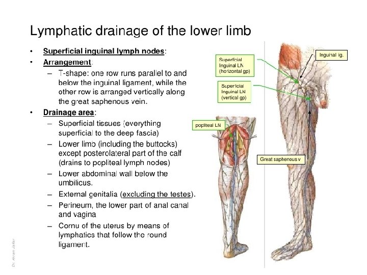 Venous And Lymphatic Drainage Of Lower Limb Dr