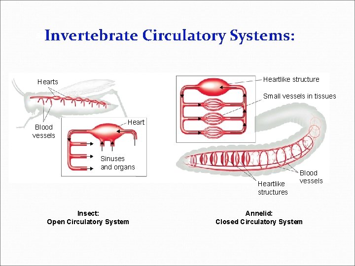 Invertebrate Circulatory Systems: Section 29 -2 Heartlike structure Hearts Small vessels in tissues Blood