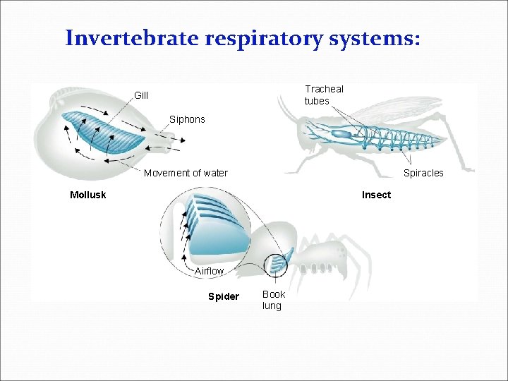 Invertebrate respiratory systems: Tracheal tubes Gill Siphons Movement of water Spiracles Mollusk Insect Airflow