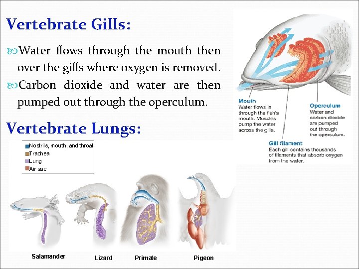 Vertebrate Gills: Water flows through the mouth then over the gills where oxygen is