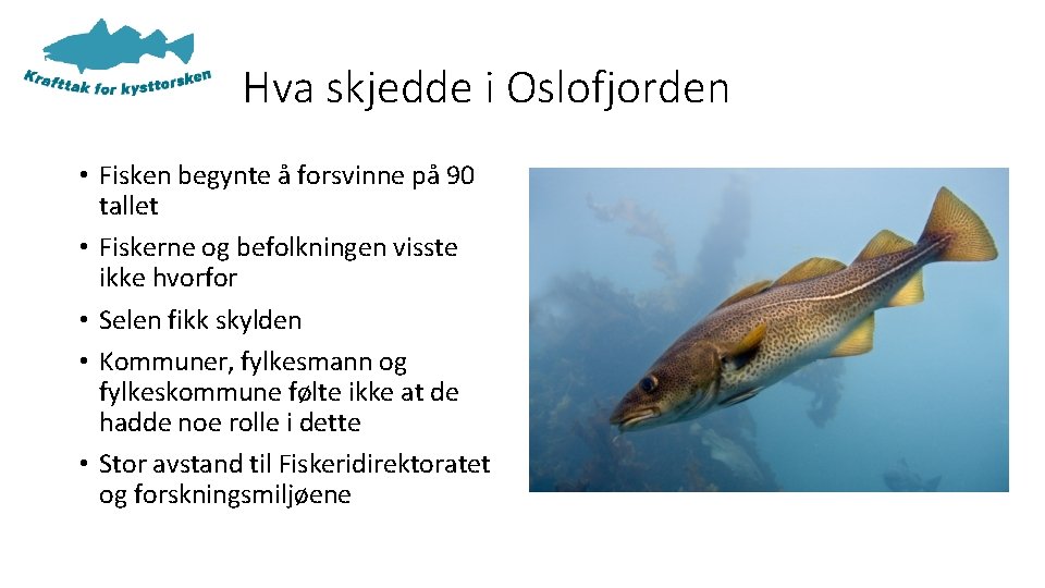 Hva skjedde i Oslofjorden • Fisken begynte å forsvinne på 90 tallet • Fiskerne