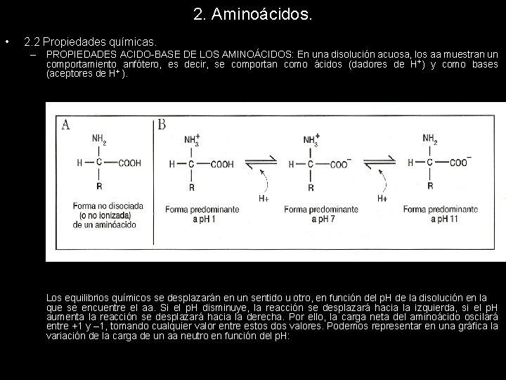 2. Aminoácidos. • 2. 2 Propiedades químicas. – PROPIEDADES ACIDO-BASE DE LOS AMINOÁCIDOS: En