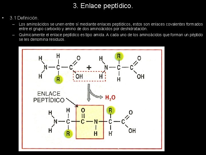 3. Enlace peptídico. • 3. 1 Definición. – Los aminoácidos se unen entre sí