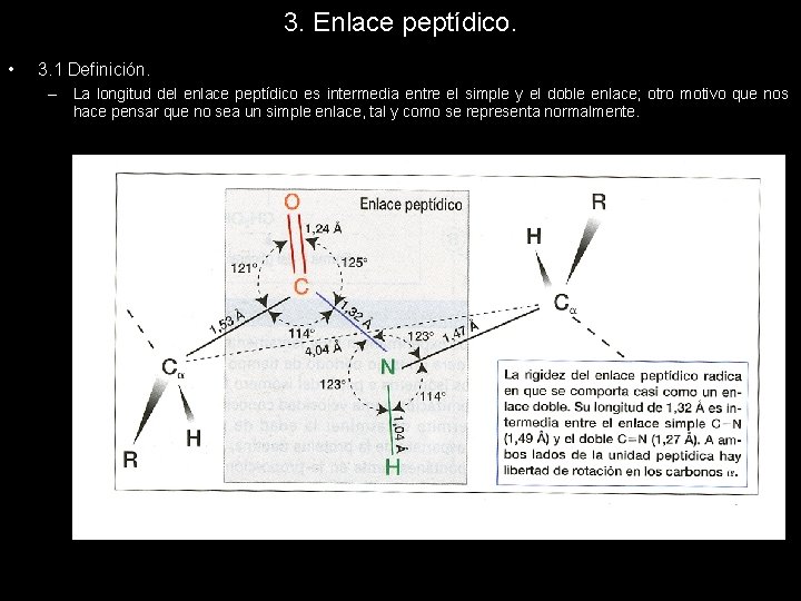 3. Enlace peptídico. • 3. 1 Definición. – La longitud del enlace peptídico es
