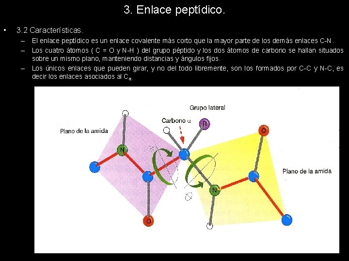 3. Enlace peptídico. • 3. 2 Características. – El enlace peptídico es un enlace