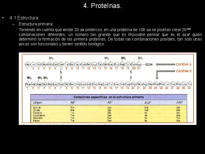 4. Proteínas. • 4. 1 Estructura. – Estructura primaria: Teniendo en cuenta que existe
