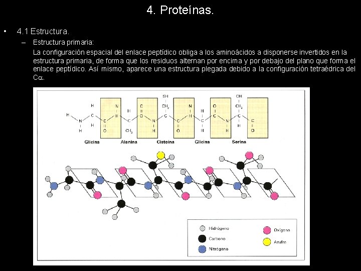 4. Proteínas. • 4. 1 Estructura. – Estructura primaria: La configuración espacial del enlace