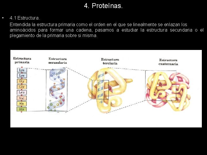 4. Proteínas. • 4. 1 Estructura. Entendida la estructura primaria como el orden en