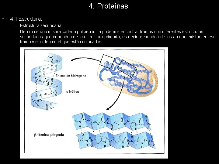 4. Proteínas. • 4. 1 Estructura. – Estructura secundaria: Dentro de una misma cadena