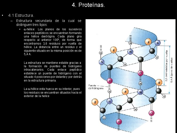 4. Proteínas. • 4. 1 Estructura. – Estructura secundaria de la cual se distinguen