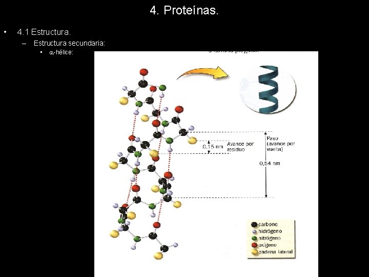 4. Proteínas. • 4. 1 Estructura. – Estructura secundaria: • -hélice: 