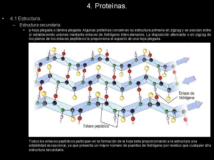 4. Proteínas. • 4. 1 Estructura. – Estructura secundaria: • -hoja plegada o lámina