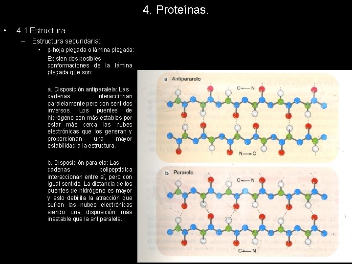 4. Proteínas. • 4. 1 Estructura. – Estructura secundaria: • -hoja plegada o lámina