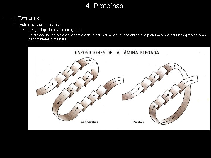 4. Proteínas. • 4. 1 Estructura. – Estructura secundaria: • -hoja plegada o lámina