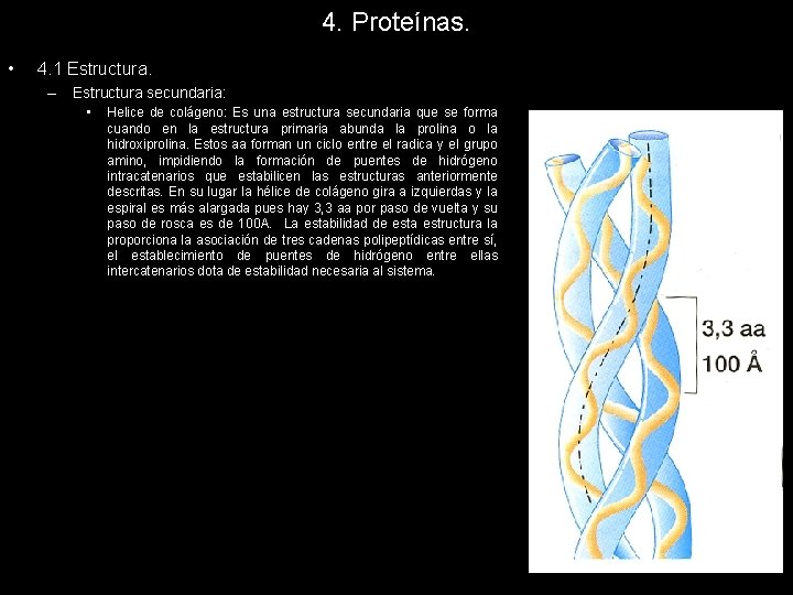 4. Proteínas. • 4. 1 Estructura. – Estructura secundaria: • Helice de colágeno: Es