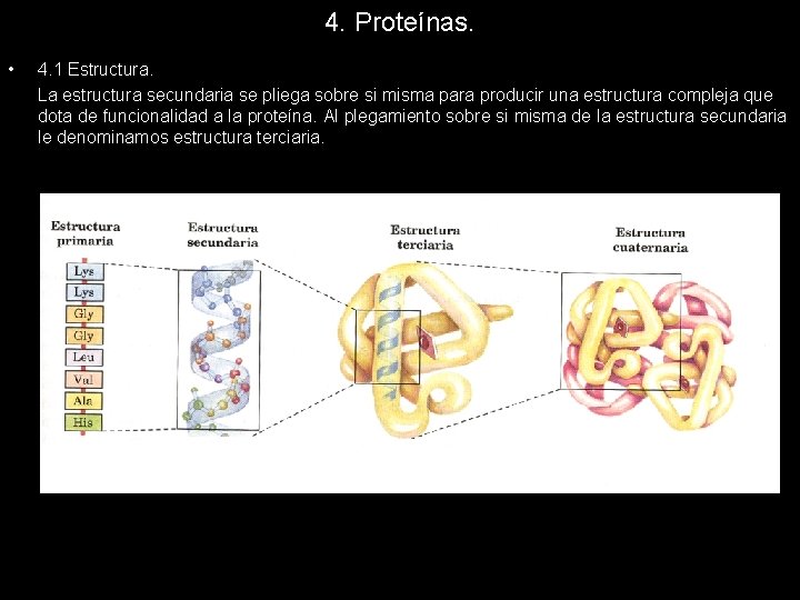 4. Proteínas. • 4. 1 Estructura. La estructura secundaria se pliega sobre si misma