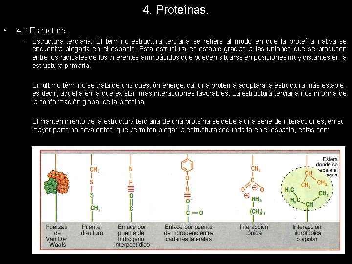 4. Proteínas. • 4. 1 Estructura. – Estructura terciaria: El término estructura terciaria se