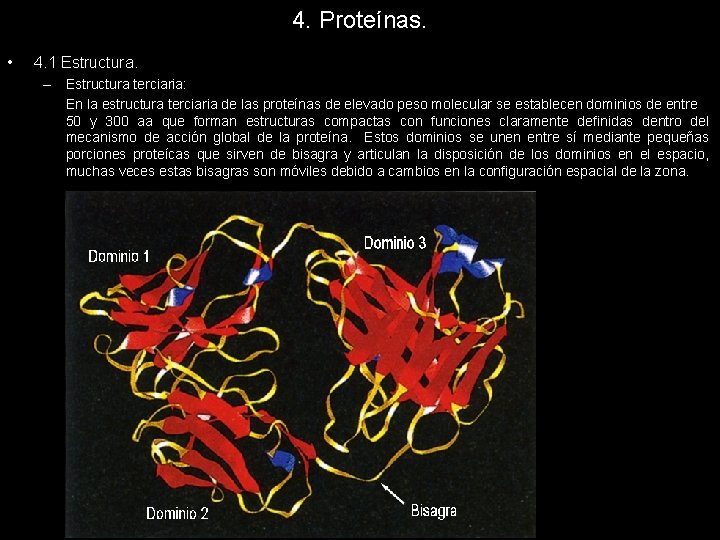 4. Proteínas. • 4. 1 Estructura. – Estructura terciaria: En la estructura terciaria de