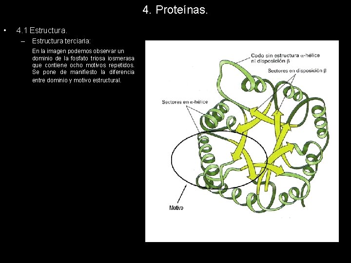4. Proteínas. • 4. 1 Estructura. – Estructura terciaria: En la imagen podemos observar