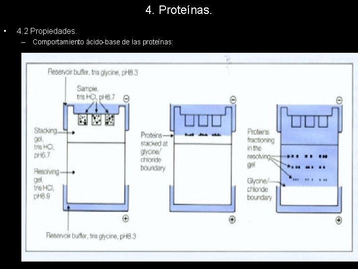 4. Proteínas. • 4. 2 Propiedades. – Comportamiento ácido-base de las proteínas: 