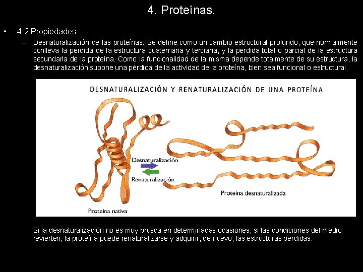 4. Proteínas. • 4. 2 Propiedades. – Desnaturalización de las proteínas: Se define como