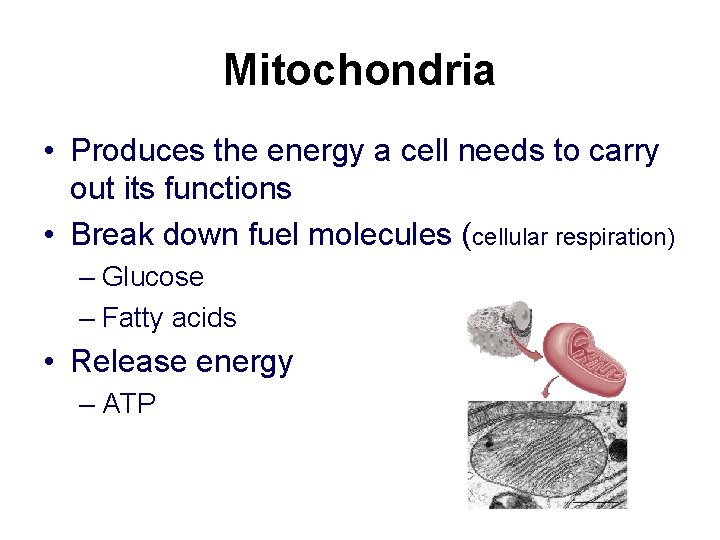 Mitochondria • Produces the energy a cell needs to carry out its functions •