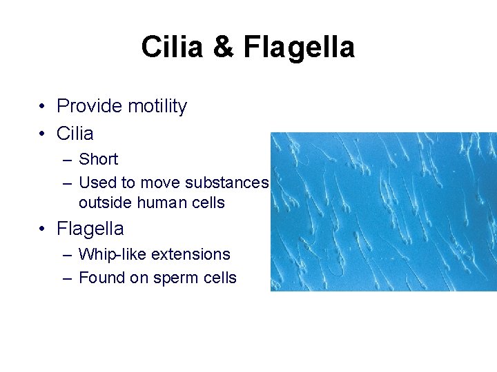 Cilia & Flagella • Provide motility • Cilia – Short – Used to move