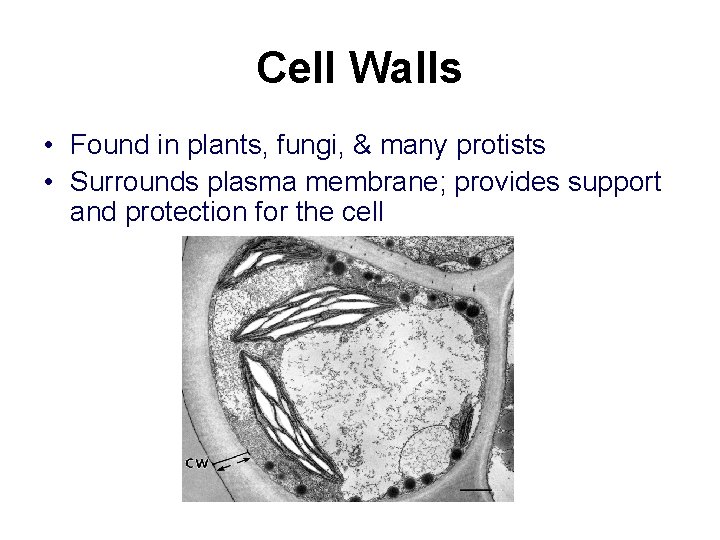 Cell Walls • Found in plants, fungi, & many protists • Surrounds plasma membrane;