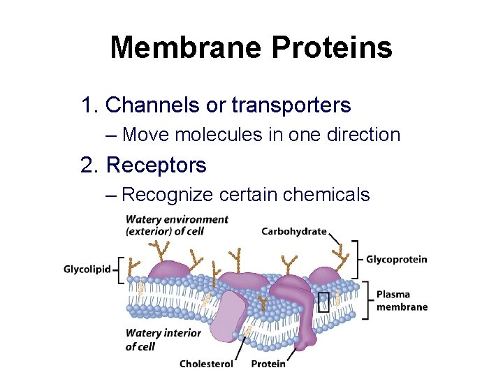 Membrane Proteins 1. Channels or transporters – Move molecules in one direction 2. Receptors