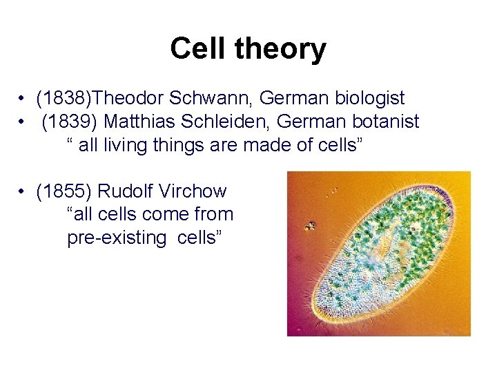 Cell theory • (1838)Theodor Schwann, German biologist • (1839) Matthias Schleiden, German botanist “